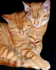 marmalade kittens