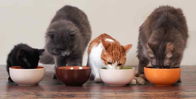 Diet tips for cats