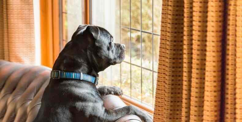 Life after lockdown - leaving your dog at home