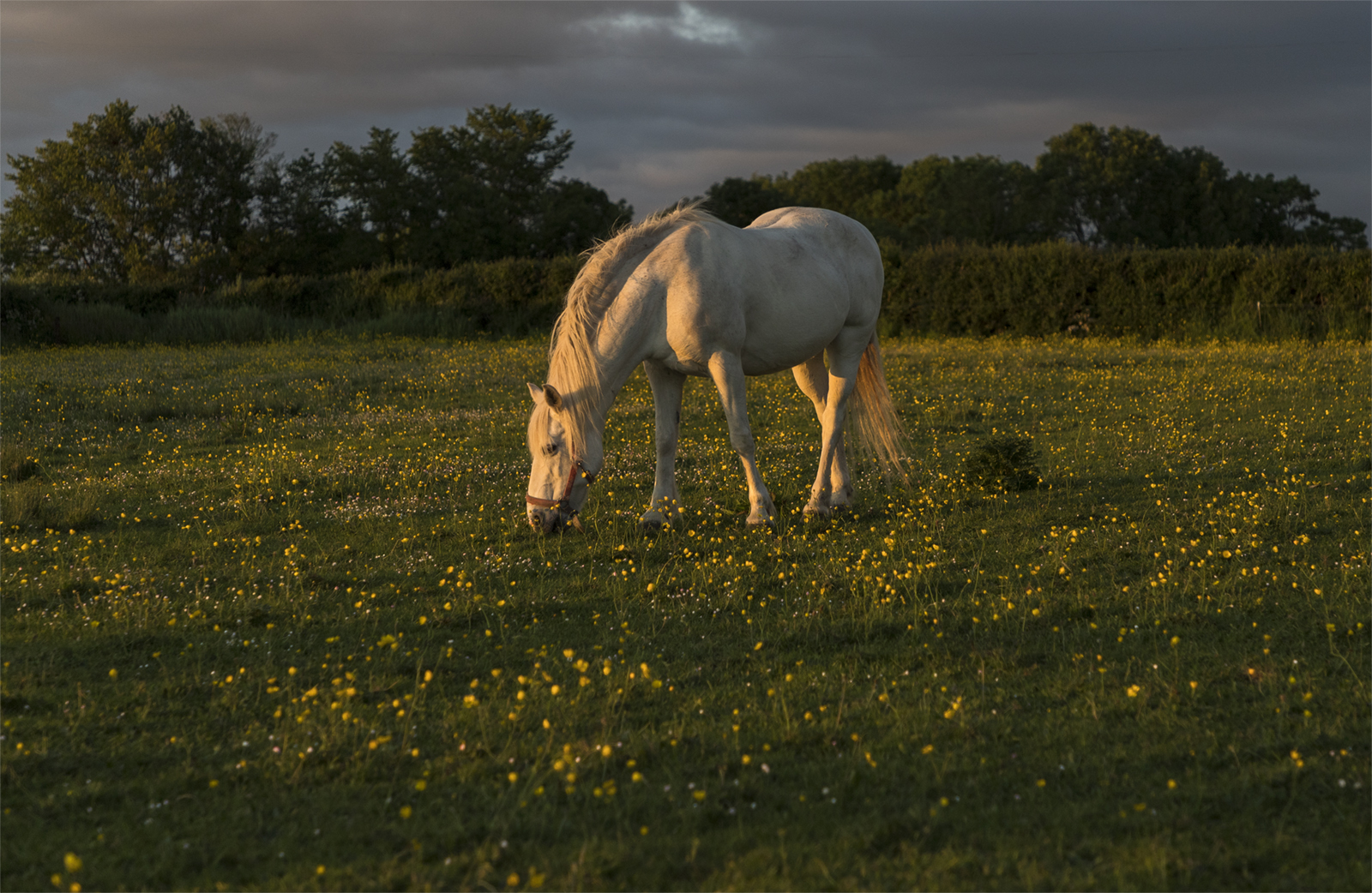 Sunlight White Horse by Fiona Long