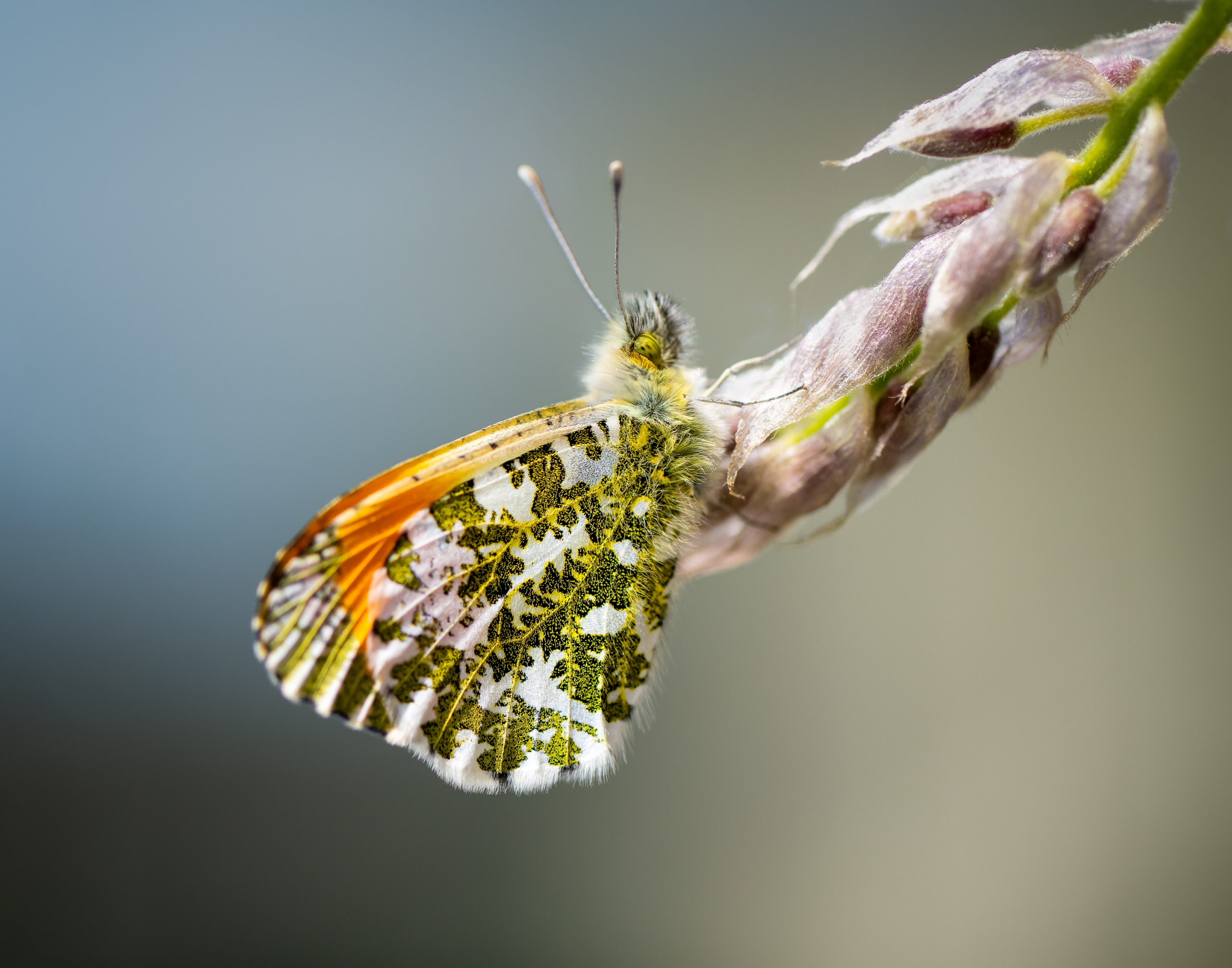Orange Tip Butterfly by Hugo Reidy