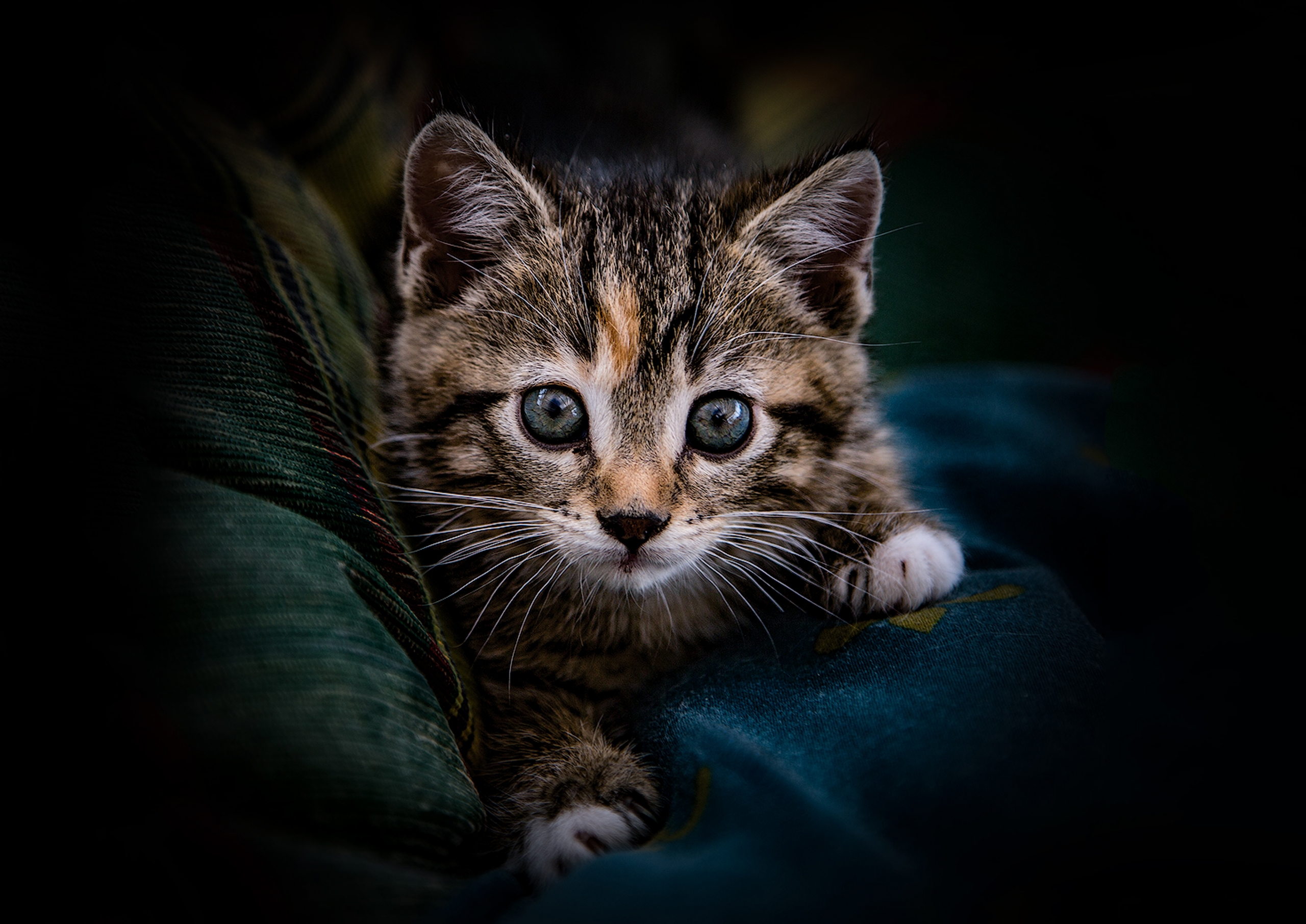 Kitten by Ned Mahon